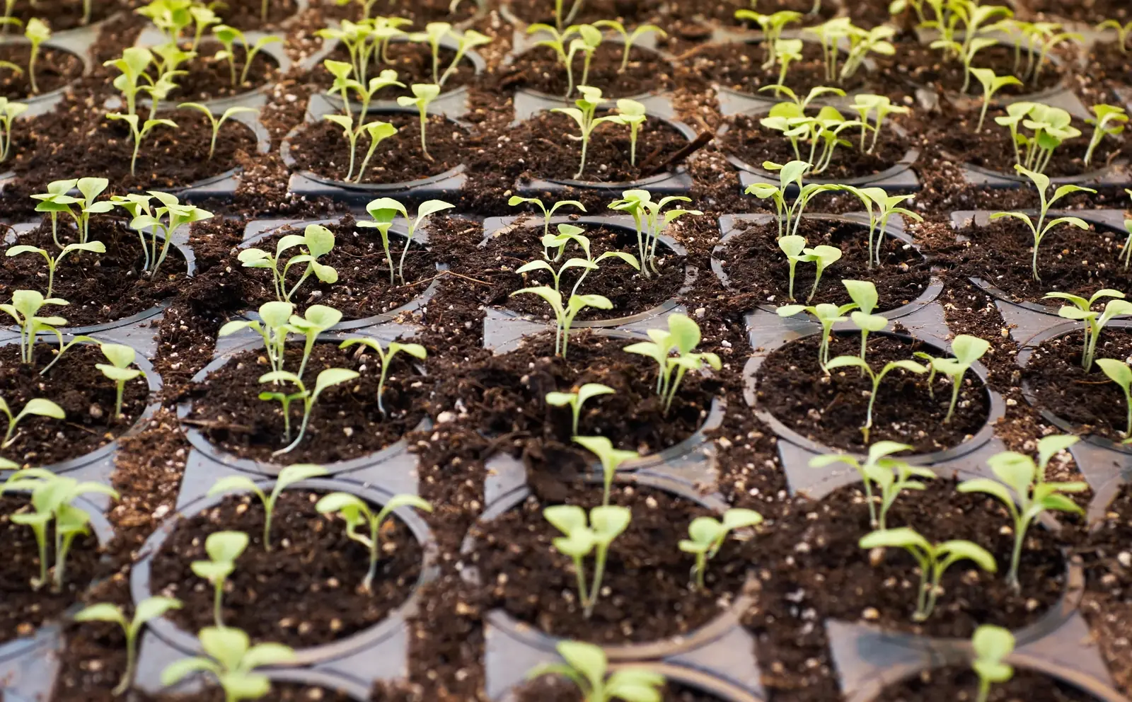 Bandejas de plantines en sustrato profesional