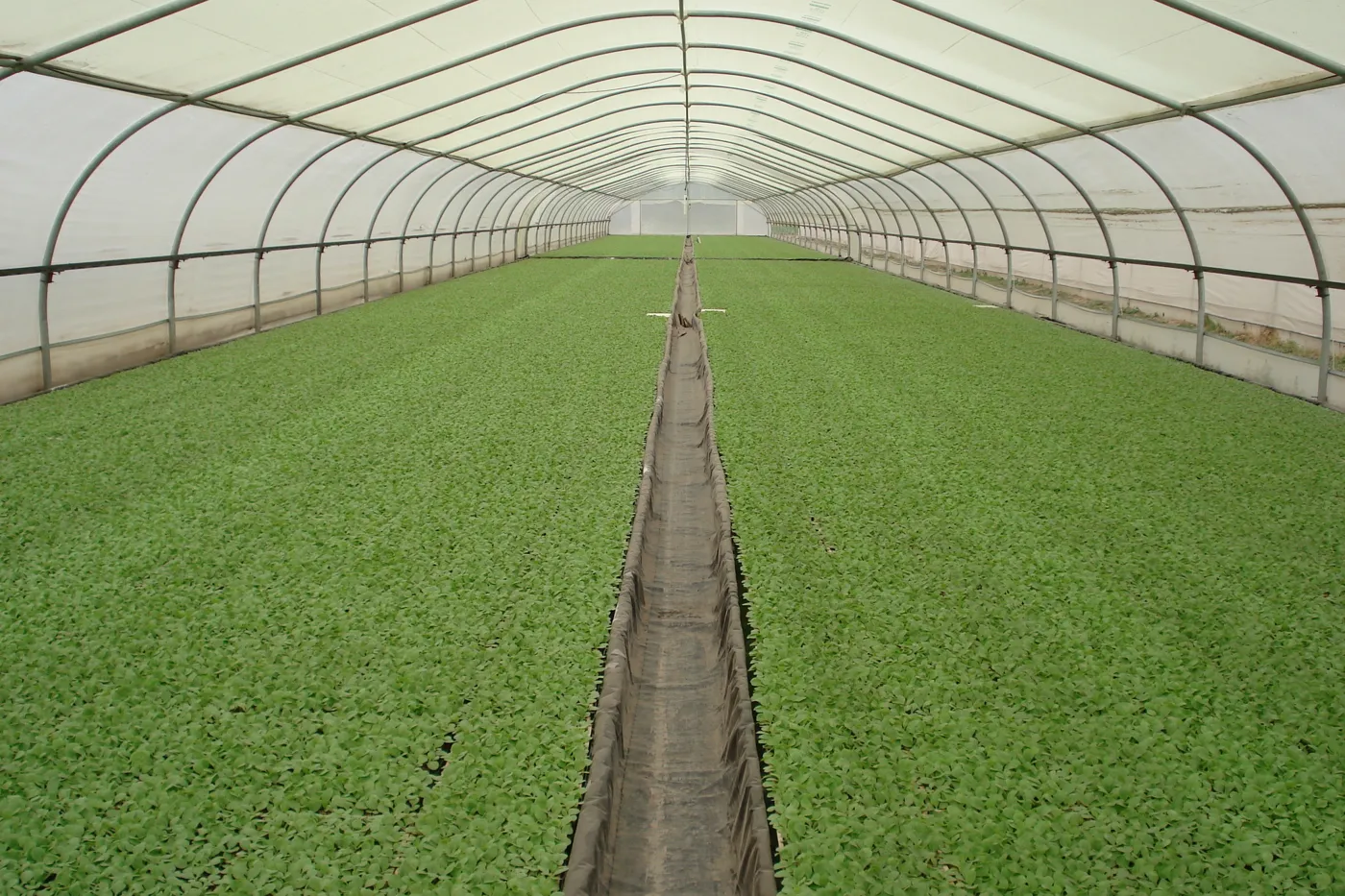 Plantinera de tabaco con sustrato Dynamics